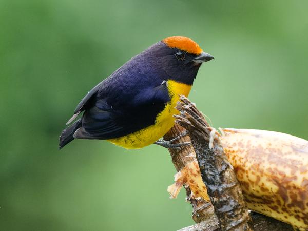 <h3>Euphonia anneae / Tawny‑capped euphonia / Bruinkaporganist</h3>OM-1 Mark II with OLYMPUS M.150-400mm F4.5, 1/1600 sec at F4.5, ISO 10000, distance 5.07 m